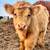 Scottish Highland 7 thumbnail