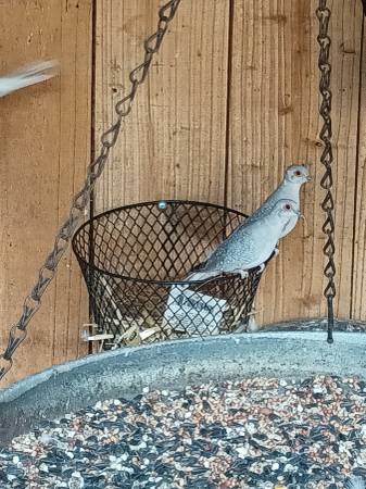 Palomas diamante (Kyle)63975348797954120
