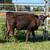 ‼️‼️WEANED CALVES‼️‼️ 4 thumbnail