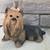 Yorkshire Terrier Figurine - Yorkie with Pink Bow, 1995 Homco 1 thumbnail