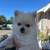 2 Purebred pomeranians 2 thumbnail