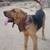 Blood Hound Male 2 thumbnail