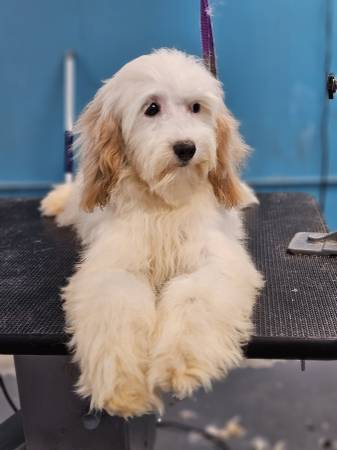 Cavapoo pups63660349864707120