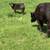 Blue Roan Heifers 4 thumbnail