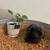 Teddywidder rabbits 2 thumbnail
