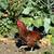Roosters 2 thumbnail
