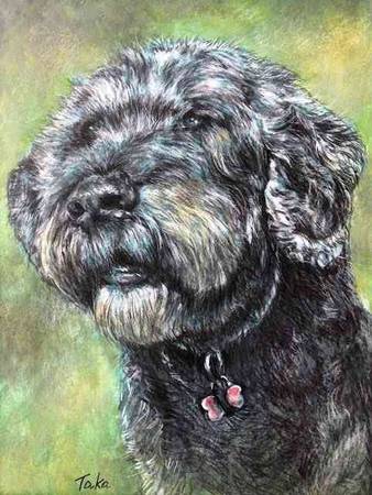 pet portraits (sunset / parkside)63696379567361121