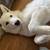 Free white german shepard to amazing home 3 thumbnail