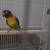 Lovebirds 5 thumbnail
