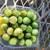 Farm Fresh Garden Produce  zuchini, Cucumber, 10 thumbnail