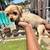 pugshires 6 thumbnail