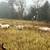 Katahdin Ewe Sheep 2 thumbnail