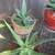 Aloe 3 thumbnail