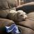 Chloe Needs A Home - Schnauzer 6 thumbnail