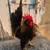 Serama Chickens 1 thumbnail