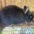 Netherland dwarf rabbit 2 thumbnail