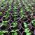 GROW LIGHTS!! 600-1000w adjustable 5 thumbnail