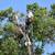 ***TREE SERVICE, REMOVAL, TRIMMING, STUMP GRINDING TODAY** 6 thumbnail
