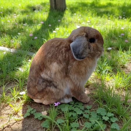 Holland lop rabbit 1