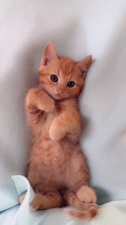 Kittens available for rehoming (Vancouver)63916334020099121