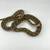 Reticulated python 75% Super Dwarf/Dwarf reptile 2 thumbnail
