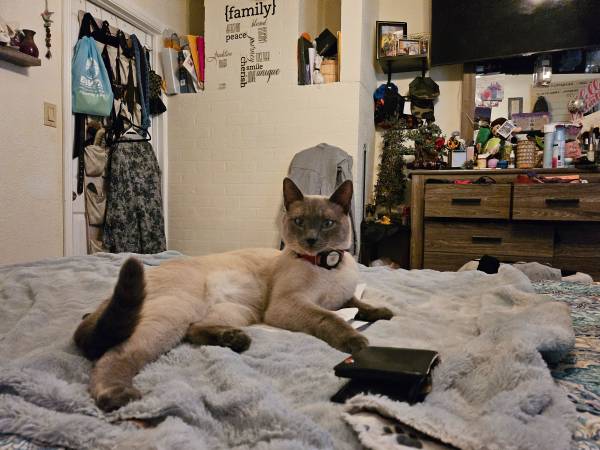 Gato perdido recompensa de 1000,00 (lancaster)63621103427715121