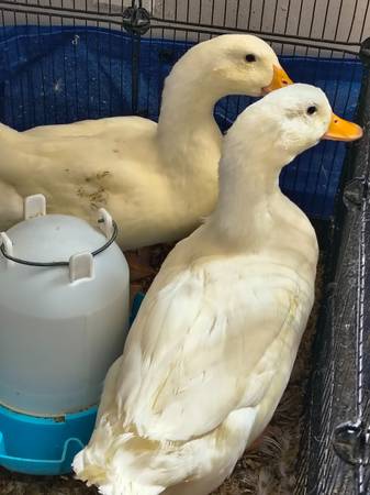 2 Pekin Ducks to Good Home (Lorton, Va)63795962992641120