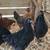 Pullets hen chickens 4 thumbnail