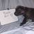 Cane Corso 8 thumbnail