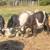 GoatS. Dwarf breeds 2 thumbnail