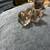 3 male kittens 14 thumbnail