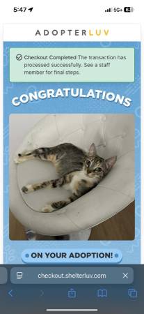 Young cat (Highland town)64051581960577120
