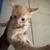 4 kittens 1 thumbnail