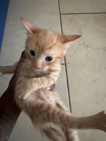 4 kittens 1