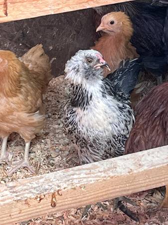 Free chickens! 1