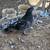 Pigeon 2 thumbnail