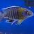 Assorted Peacock and Haplochromis cichlids African Cichlids 16 thumbnail
