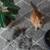 🐕 Paws, spills, life — we clean it all 🐈 1 thumbnail