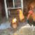 Hens and Rooster 1 thumbnail