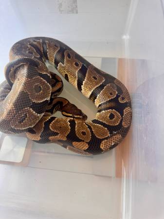 Ball Pythons (Oshkosh)63838161021825122