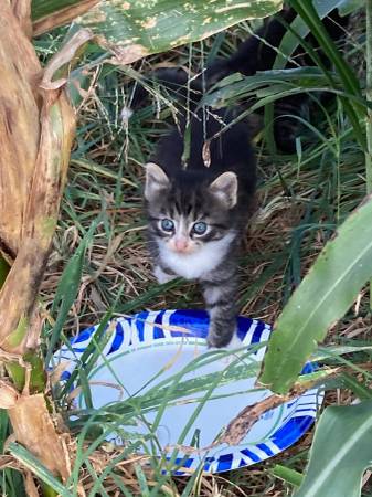 Free kittens to good home (Bethel nc)63897334517123121