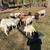 Goat Sheep 4 thumbnail