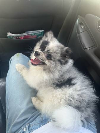 puppy for adoption (Redondo Beach)63953953842947120