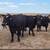 40 Black and Black Baldy Cow & Calf Pairs 5 thumbnail