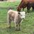 SILVER Highland Cross Bull Calf 2 thumbnail