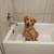 Rehoming our golden retriever 2 thumbnail