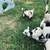 Nigerian Dwarf Goat 2 thumbnail