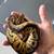 Ball Pythons 2 thumbnail