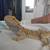 11mo old beardie 4 thumbnail