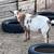 Nigerian Milk goats 9 thumbnail